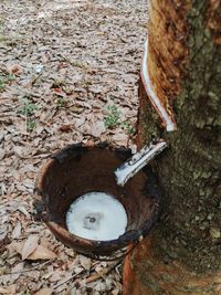 High angle view of chain on tree trunk