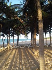 Palm trees on beach