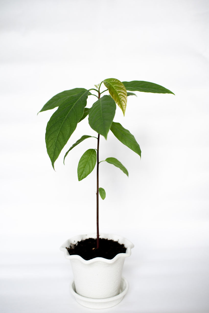 CLOSE-UP OF POTTED PLANT ON WHITE BACKGROUND