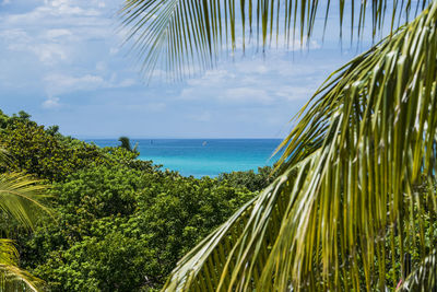 Scenic view of trees against sea