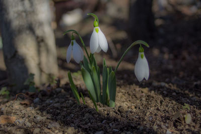 Close-up of white flowering plants on field