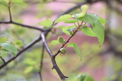Close-up of green leaves on branch