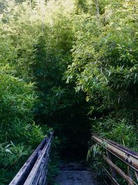 Footpath amidst trees in forest