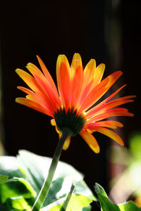 Close-up of orange flower blooming outdoors