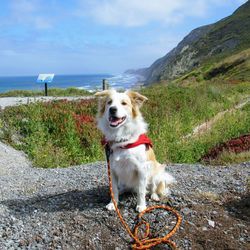 Dog in the sea