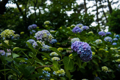 Close-up of purple hydrangea blooming outdoors