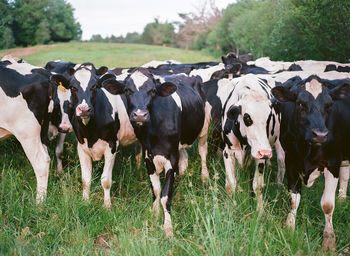 Cows standing on grassy field