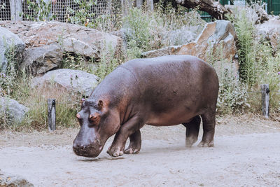 Rhinoceros standing on field