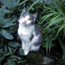 Portrait of cat sitting on plant