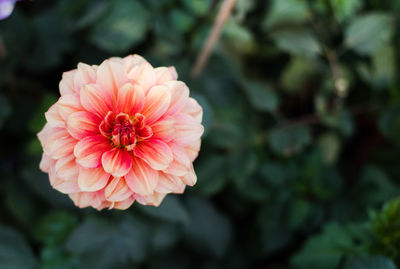 Close-up of pink rose flower