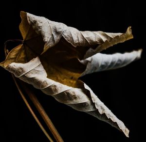 Close-up of wilted plant against black background