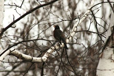 Birds perching on branch