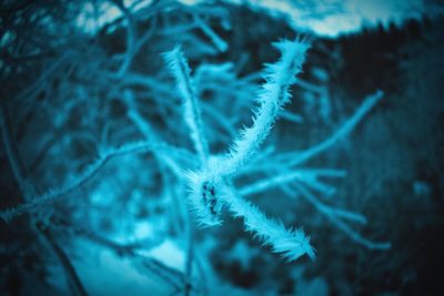 Close-up of snowflakes on plant