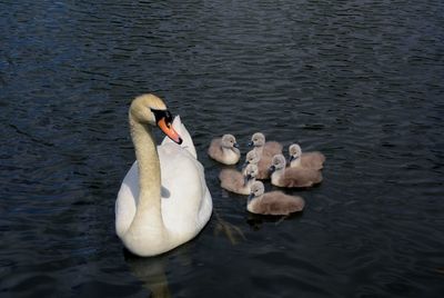 Swans swimming in lake