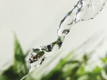 Close-up of spider web on water