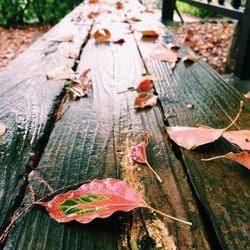 Close-up of leaves on wood