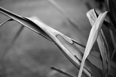 Close-up of leaf