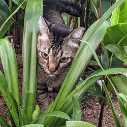 Portrait of a cat