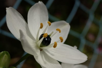 Close-up of insect on white flowering plant