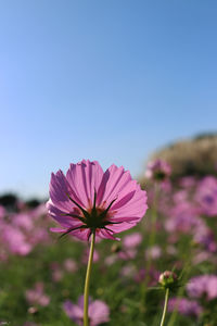 Close-up of pink flower against clear sky