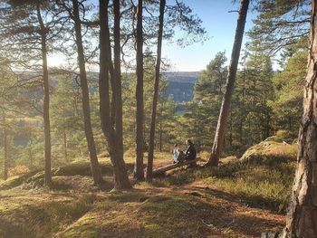 Panoramic shot of trees in forest