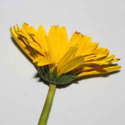 Close-up of yellow flower against white background