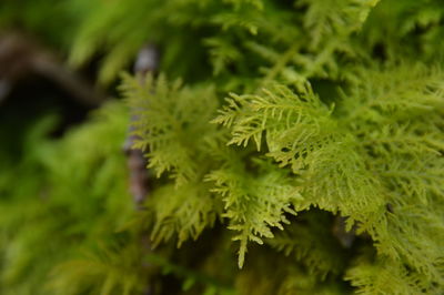 Close-up of plant leaves