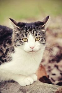 Portrait of cat sitting outdoors
