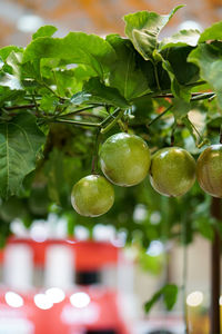 Close-up of fruits growing on tree