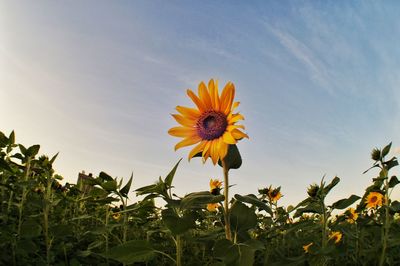 Close-up of sunflower against sky