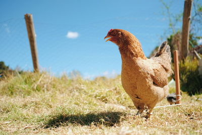 View of a bird on field