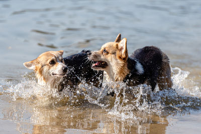 Welsh corgi pembroke dog swims in the lake and enjoys a sunny day