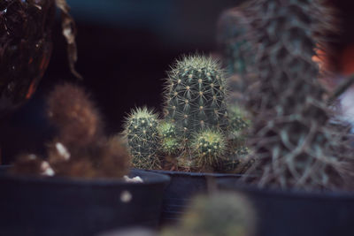 Close-up of succulent plant