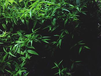 Close-up of fresh green plants in water