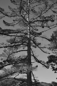 Low angle view of bare trees against sky