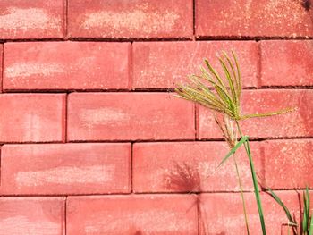 Close-up of plant against brick wall