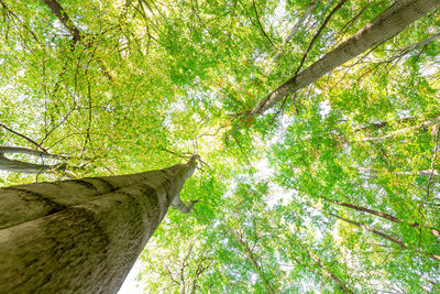 Low angle view of trees in forest