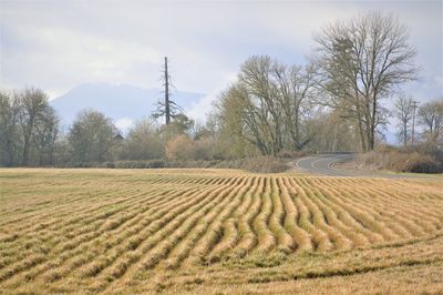 Scenic view of agricultural field against sky