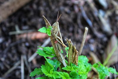 Close-up of insect on plant