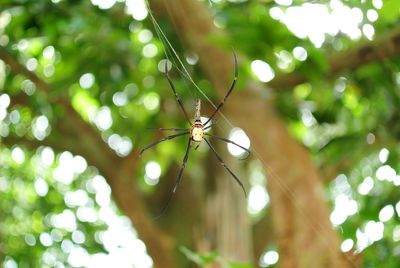 Close-up of spider on web