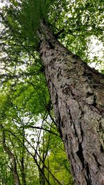 Low angle view of trees in forest