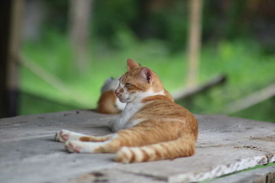 Cat looking away