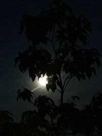 Low angle view of silhouette tree against sky at night