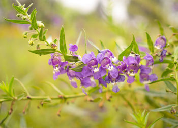 Close-up of purple flowering plants