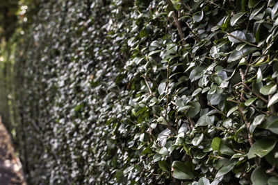 Close-up of fresh green plants