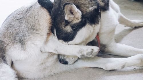 Close-up of dog relaxing