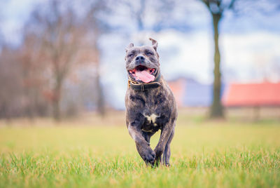 Dog running on field