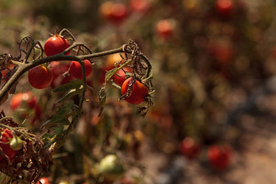 Close-up of red tomatoes