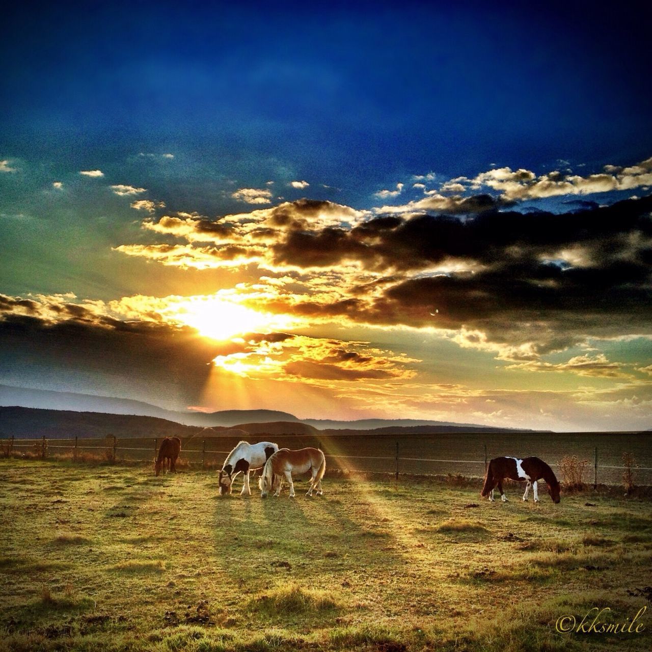 domestic animals, animal themes, livestock, mammal, field, landscape, sky, horse, grazing, grass, cow, sunset, cloud - sky, tranquil scene, scenics, rural scene, nature, tranquility, beauty in nature, herbivorous