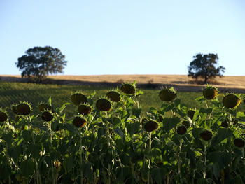 Scenic view of sunflower field against clear sky